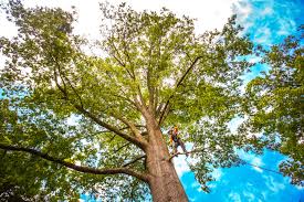 Best Hazardous Tree Removal  in Morrisonvle, IL