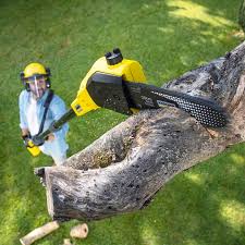 Best Tree Removal  in Morrisonvle, IL